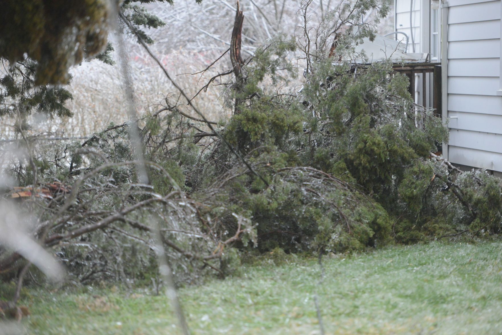 Downed trees 2.jpg